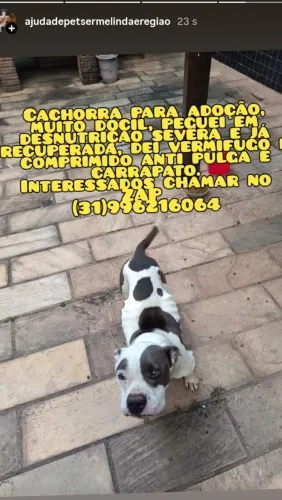 Cachorra para adoção.