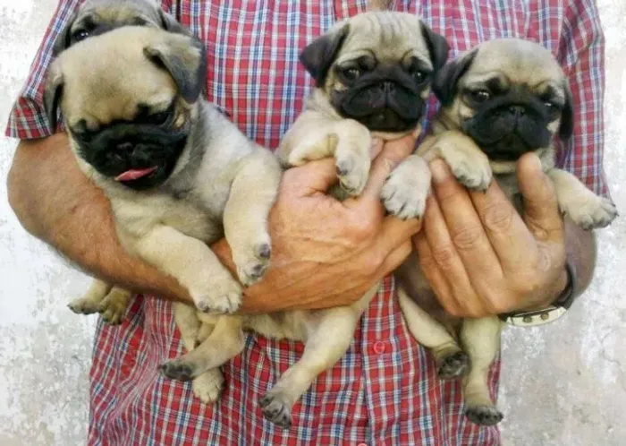 Puguinhos fofíssimos procurando um novo lar