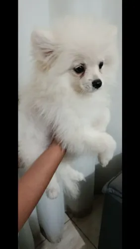 Fêmea lulu da Pomerânia 