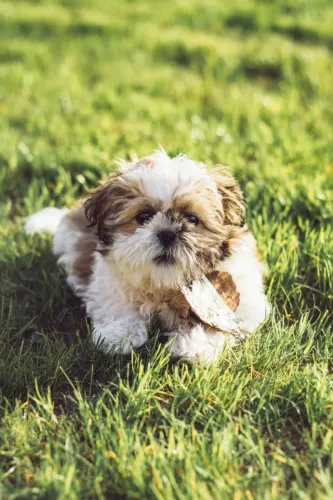 Shih Tzu Amor que chega quietinho e fica pra sempre