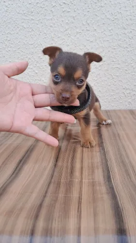 Pinscher n°1