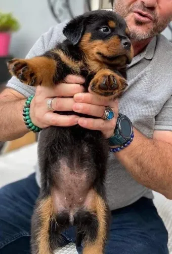 Rottweiler Doguinho disponível para conhecer melhor