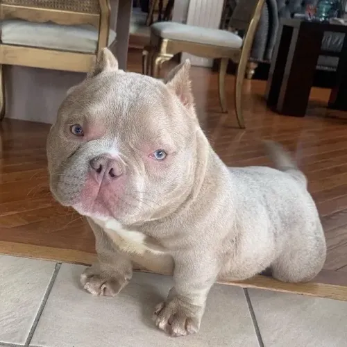 American Bully - Laço Que Fortalece 