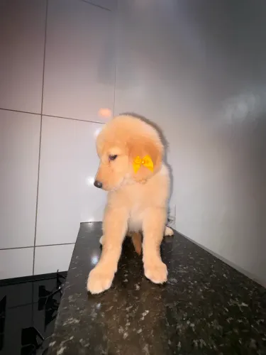 Golden retriever 