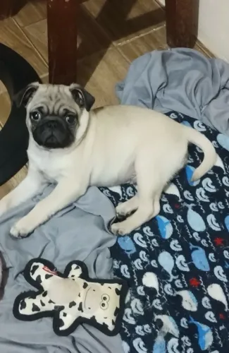 Vendo filhote de pug 