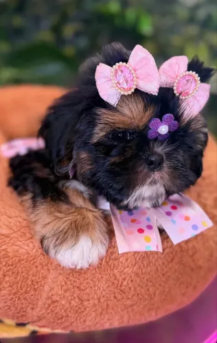 Shih tzu ! O presente q encanta 