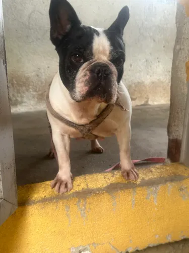 Bulldog francês fêmea adulta 