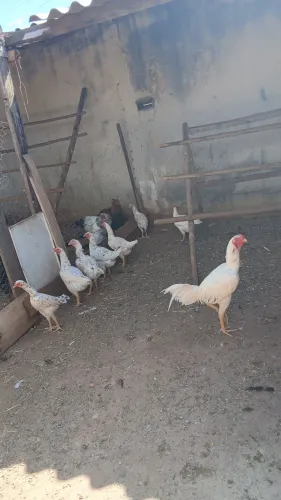 Galinha índio gigante raçudo 