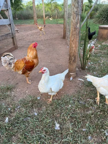 Galinhas caipira postura