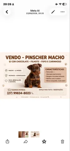 Pincher macho