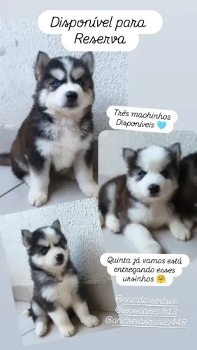 Husky Siberiano com pedigree