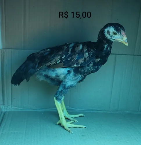 Franguinhos caipira - 15 reais cada (lote com 29 por 400 reais)