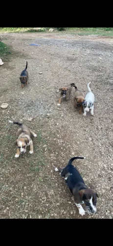 Cachorros