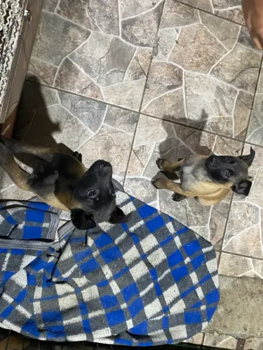 Vendo filhote de malinois