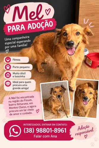 Doação fêmea , adoção responsável