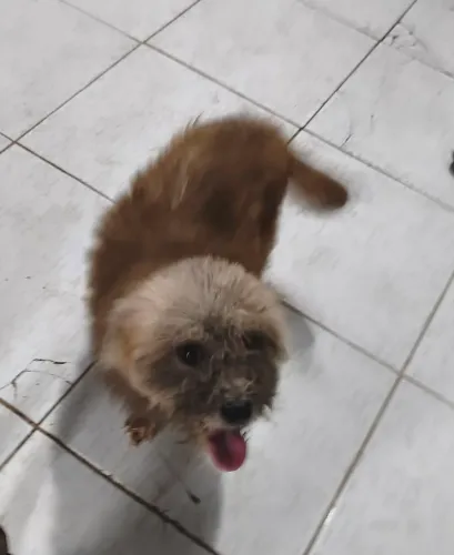 Doação de pet