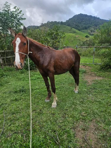 Egua de marcha picada