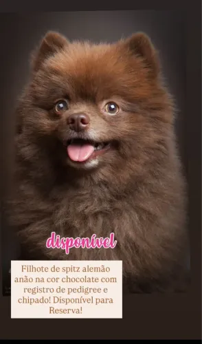 Filhote de spitz alemão anão na cor chocolate com registro de pedigree e chipado