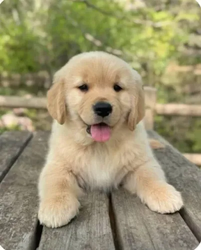 Golden O tipo de amor que nunca pede muito, só presença