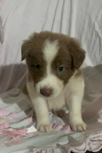 Border Collie Chocolate - Seu pet mais inteligente.