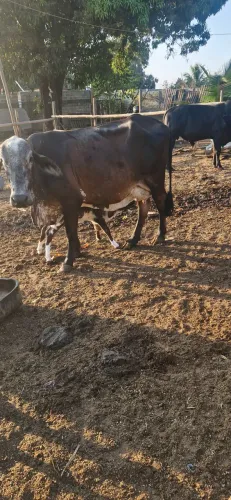 VACAS DE LEITE