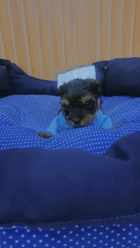 Yorkshire Lindo Machinho (Valor Promocional)