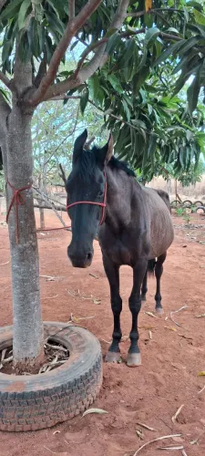 Cavalo Campolina