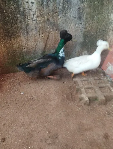 Casal de marrecos de pompom