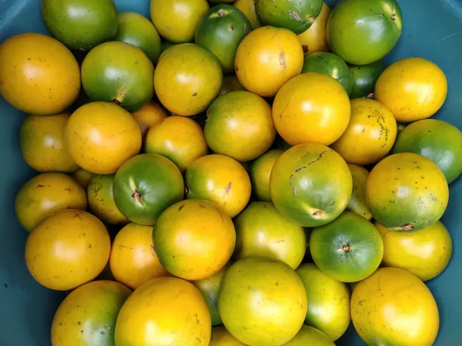 ABIL Fruta orgânico