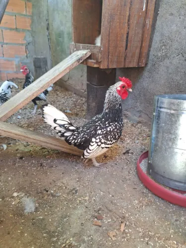 Vendo galo Sebright 