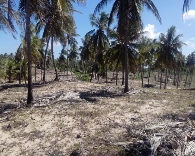 AREA COMERCIAL em JANDAÍRA - BA, JANDAÍRA