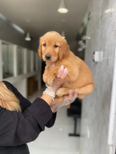 Golden Retriever Encantador Procurando uma Família!