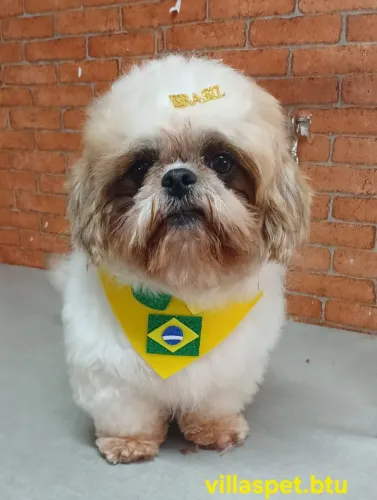 Procurou namorada pro meu Shitzu macho
