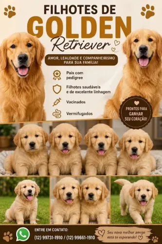 Vende-se filhotes de Golden
