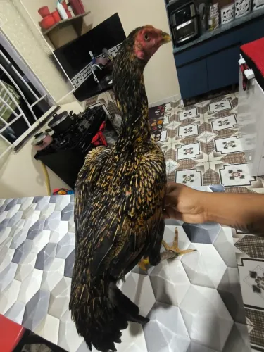 Galinha carioca 