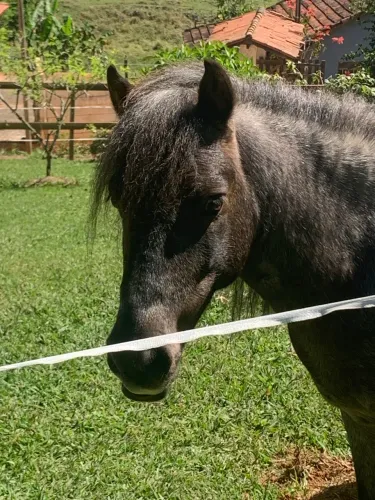 Pônei ( Mini horse)