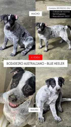 Filhotes de Boiadeiro Australiano (Blue Heeler) 