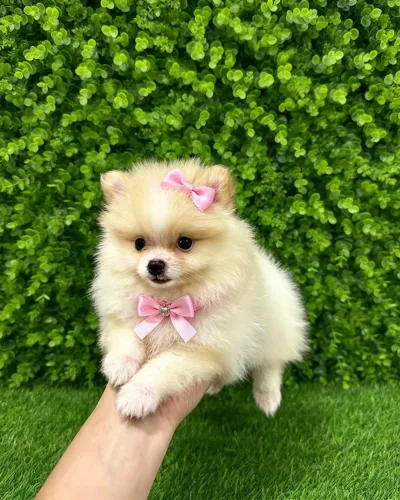Lulu Fêmea 