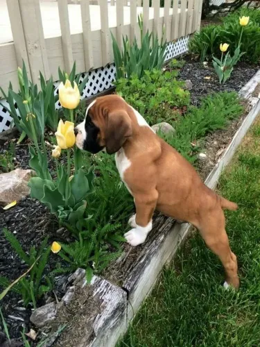 Boxer Presença que observa antes de agir
