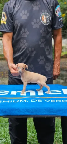 Galguinho Macho top - Cor linda