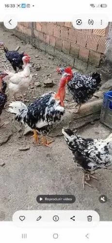 Ovos de galinha balão sergipana