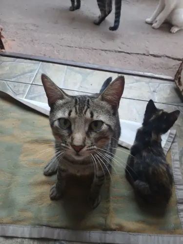 Gatos macho para adoção 