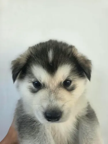 Husky Siberiano 