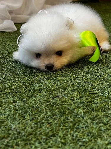Lulu da Pomerânia simplesmente perfeito