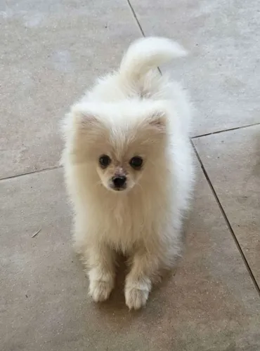 Venda Lulu da pomerania 