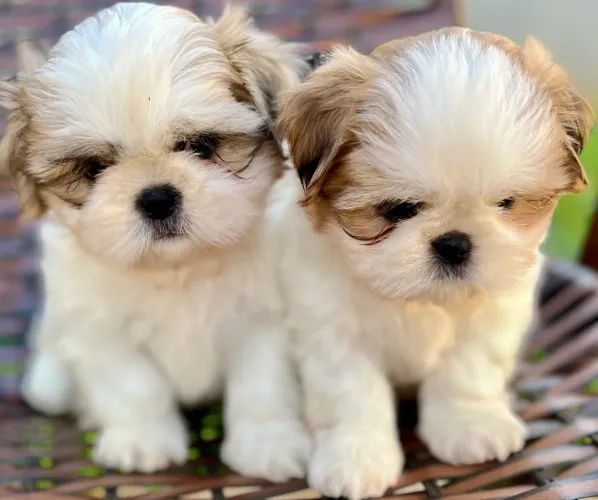Shih Tzu
