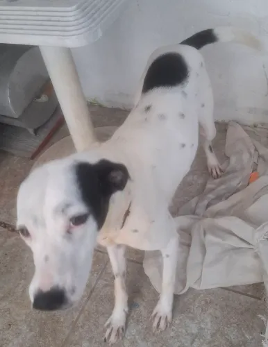 Doando Um Pet