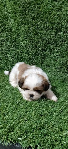 Shih tzu