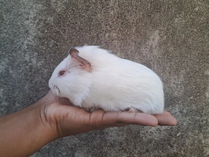 Porquinho da índia macho 