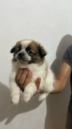 Lulu da pomerania